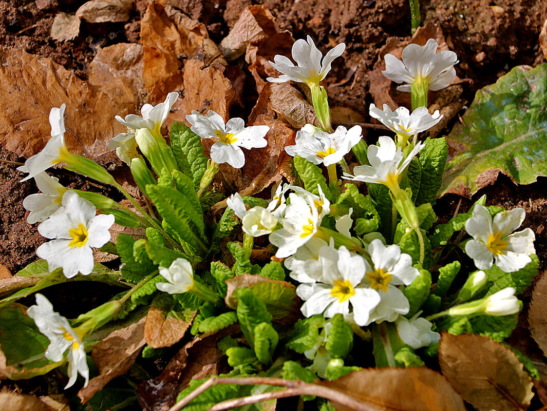Примулки - Светлана 