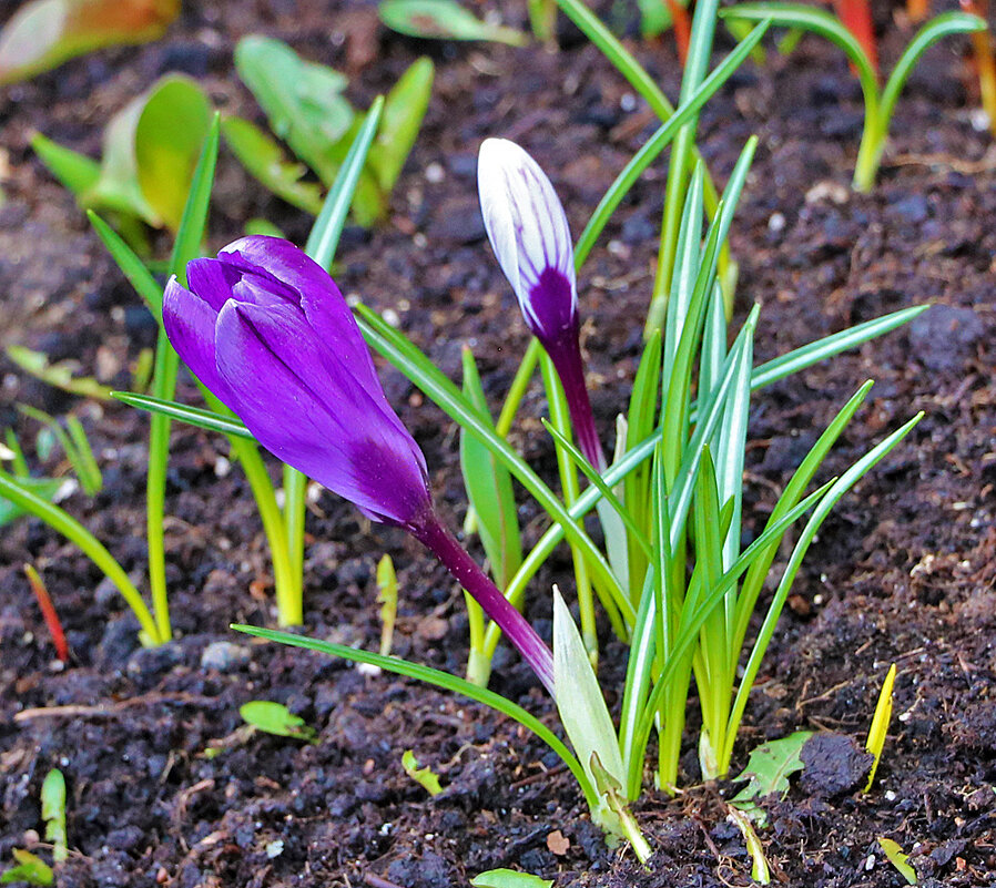 *** - Светлана 