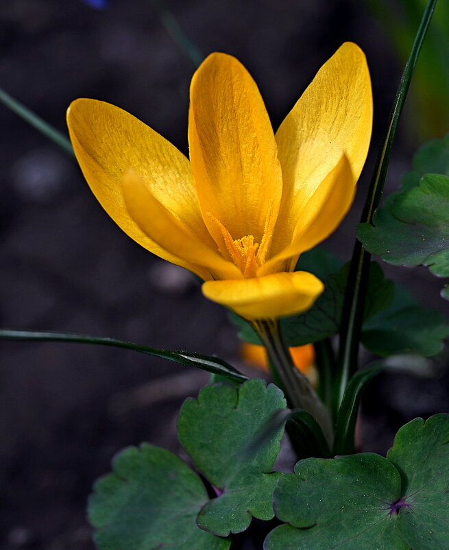 крокус шафран жёлтый - Aleksandr . крокус шафран жёлтый - Aleksandr .