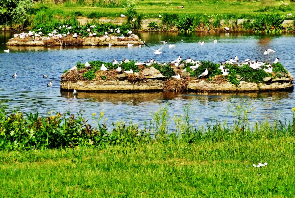 Гнездование Озёрных чаек - Aida10 Гнездование Озёрных чаек - Aida10