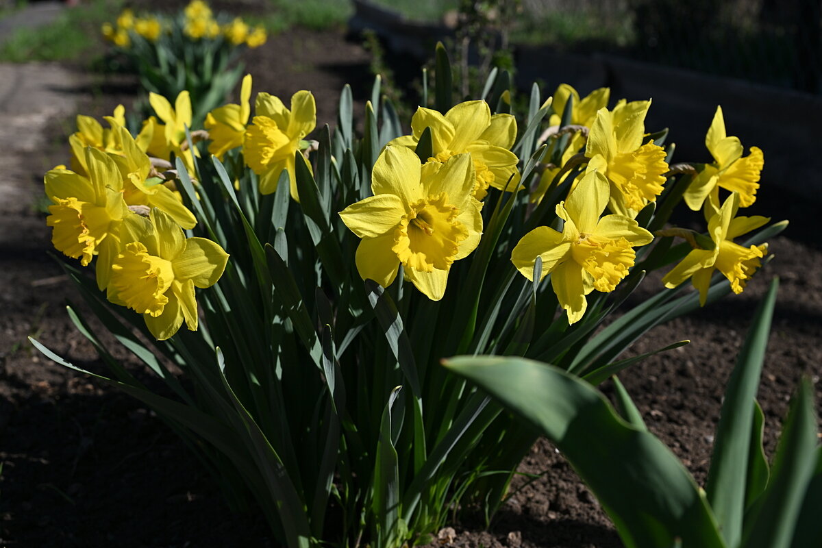 Нарцисс - Aleksandr .