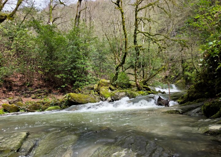 ОРЕХОВКА - Tata Wolf