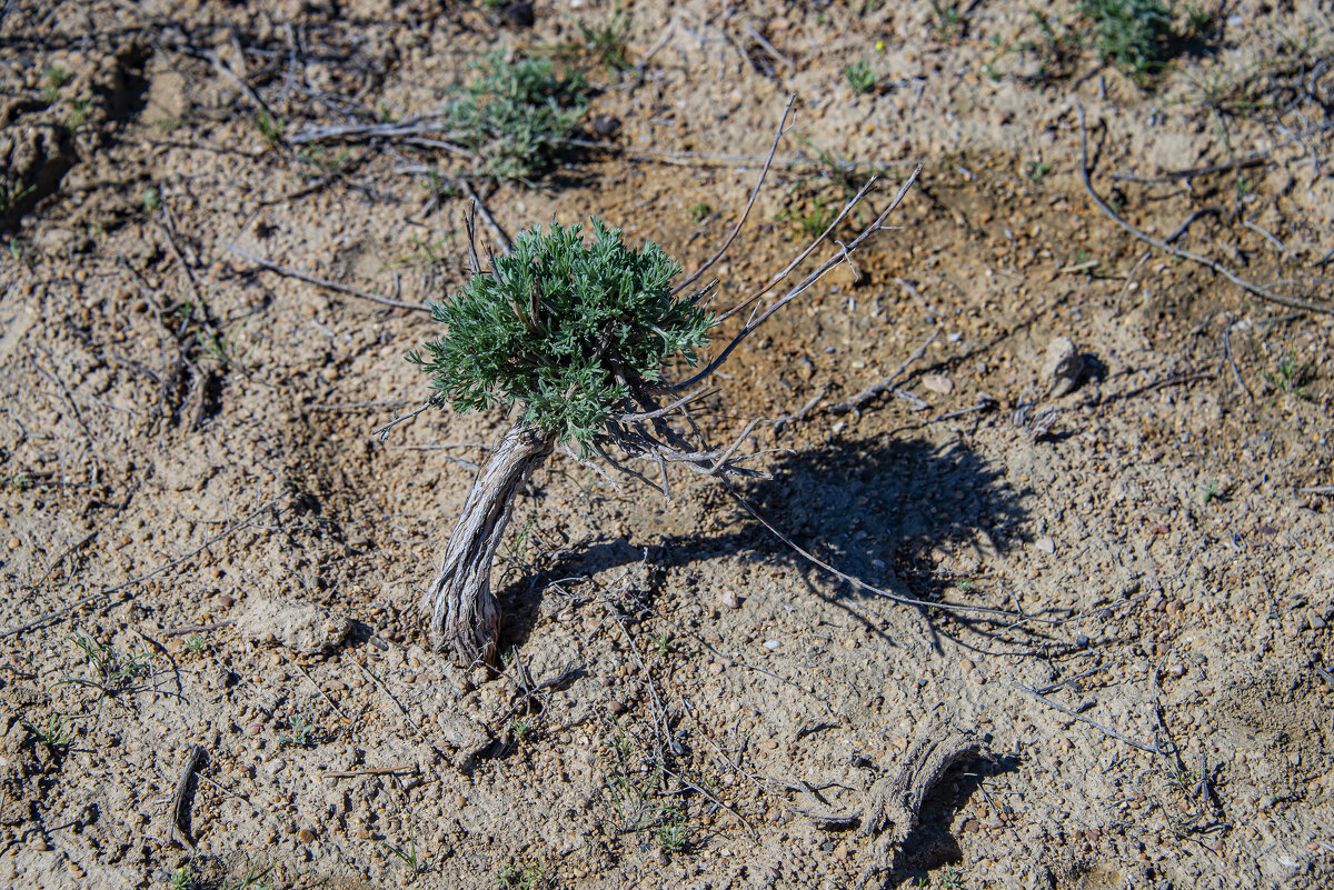В степях Мангыстау - Анатолий Чикчирный В степях Мангыстау - Анатолий Чикчирный