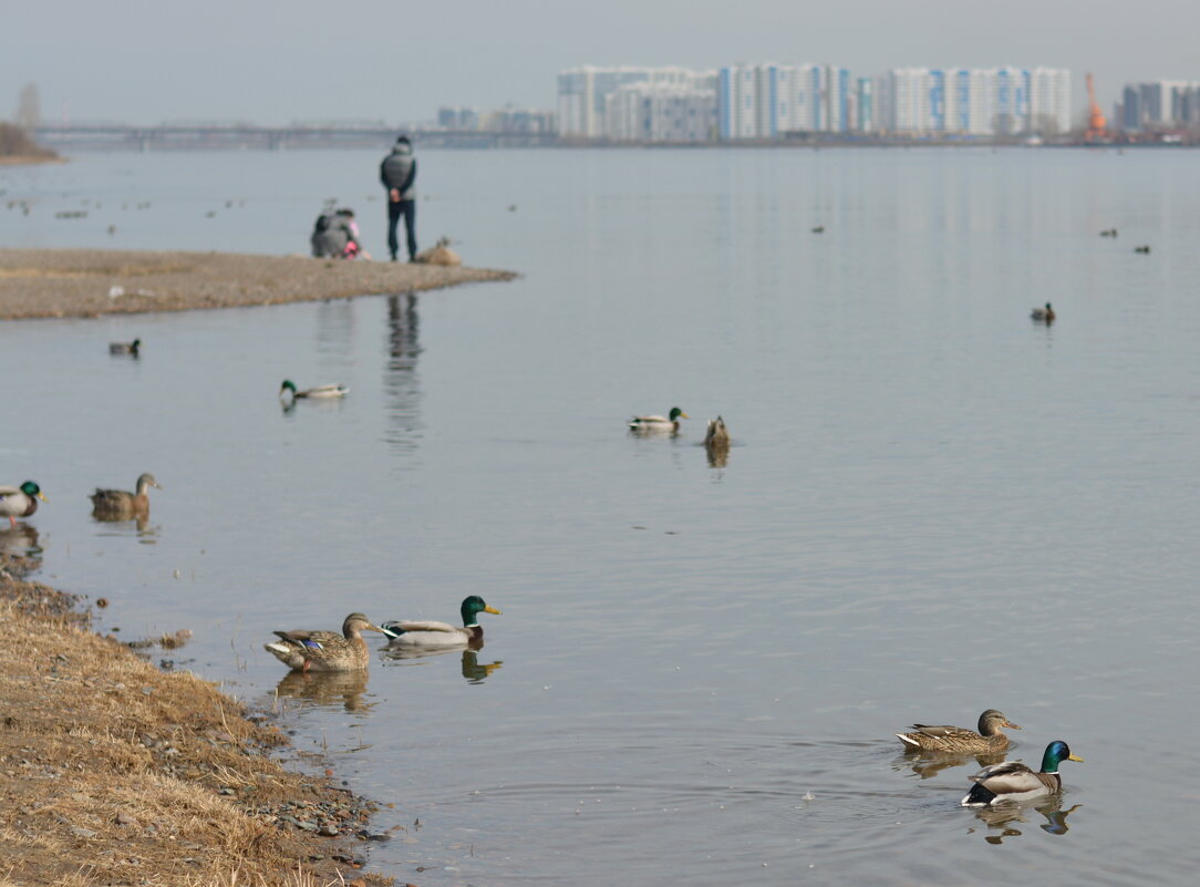 Берег Енисея в апреле - Светлана Грызлова