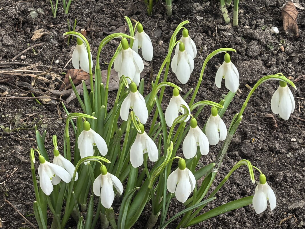 ***п о д с н е ж н и к и *** - Olga Oskolkova