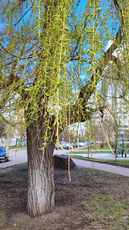 ,,, - Сергей Тимоновский