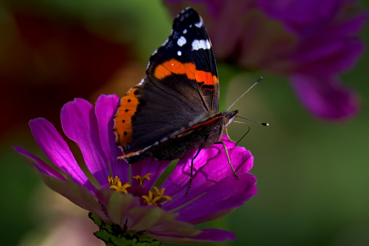 ** - Николай Соколухин