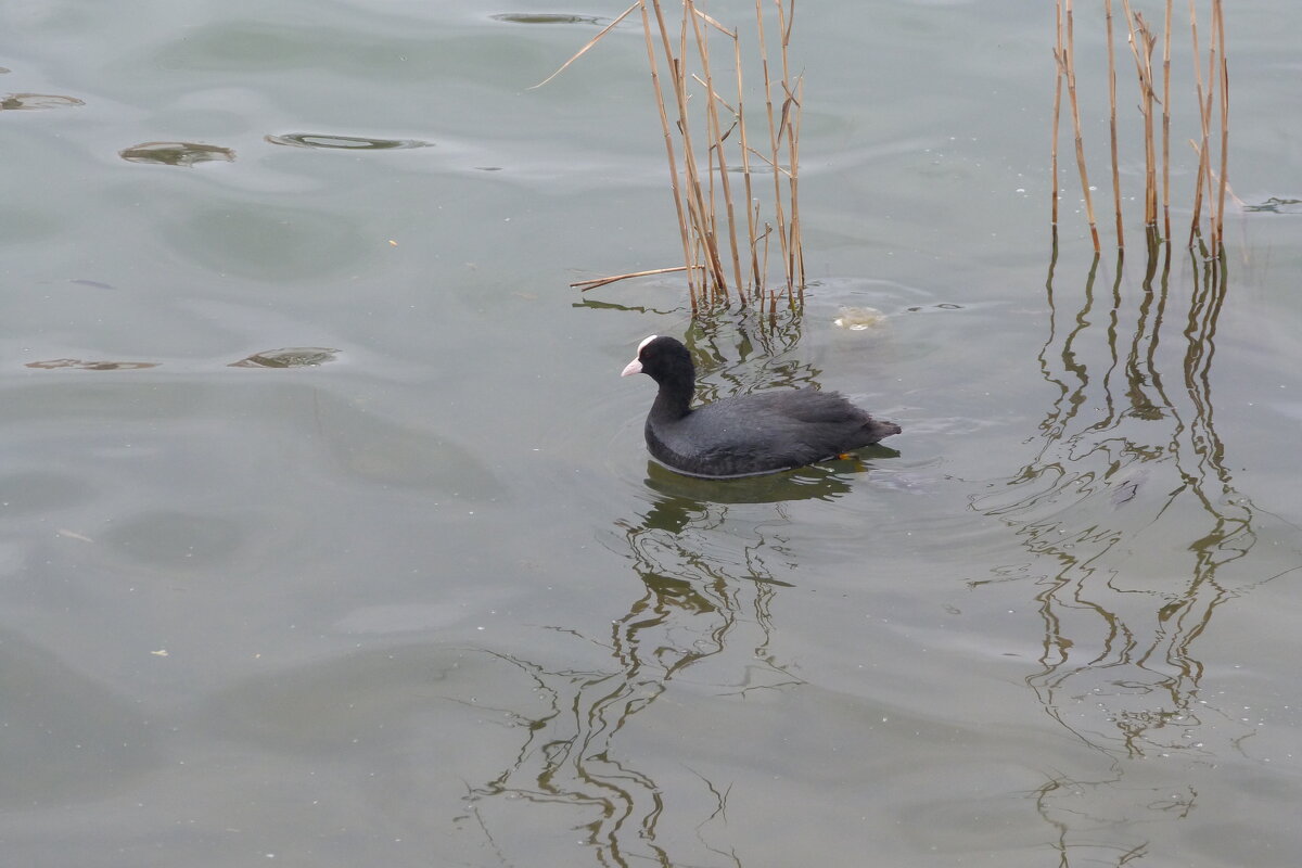 Лысуха - Валентин Семчишин