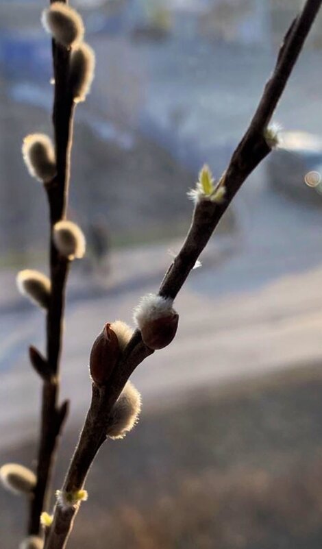 пробуждение... - Вера Солнцевна
