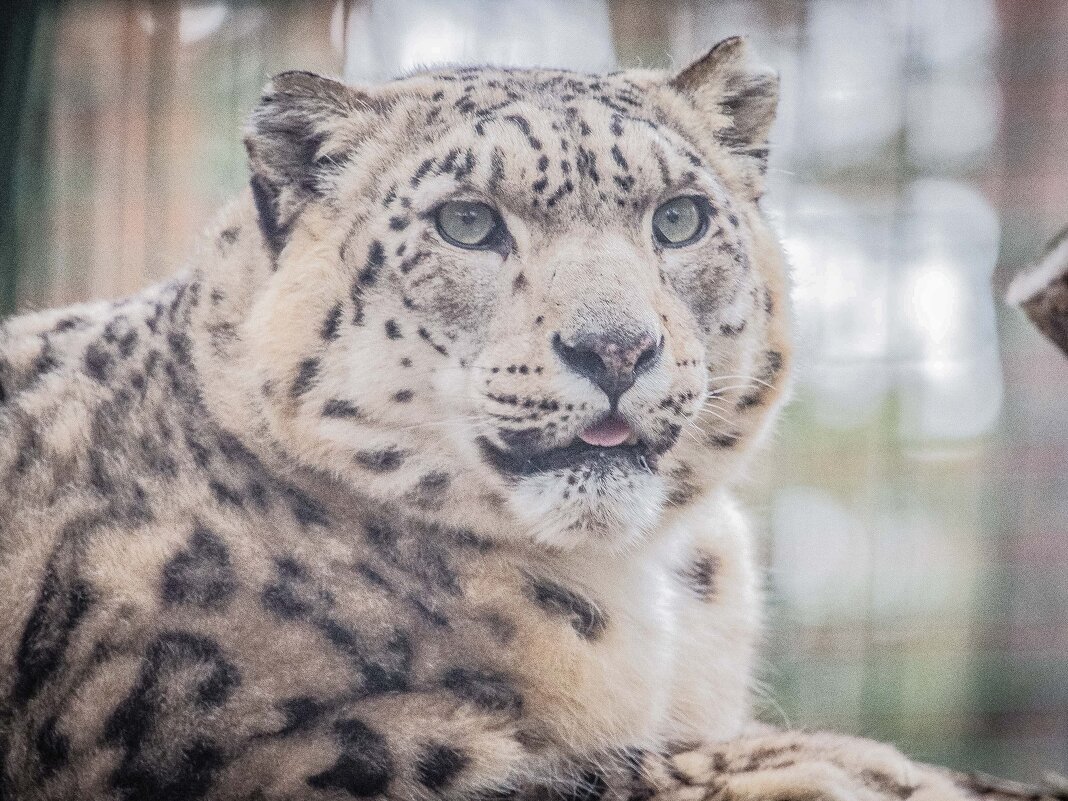 снежный барс - Аркадий Лаптенко