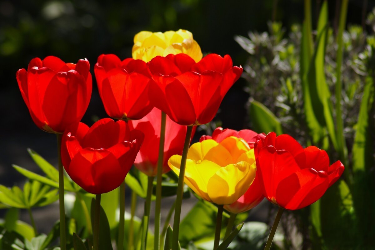 Цветущий апрель - Юрий. Шмаков