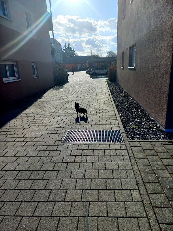 Пёс в центре внимания - Сергей Порфирьев Пёс в центре внимания - Сергей Порфирьев