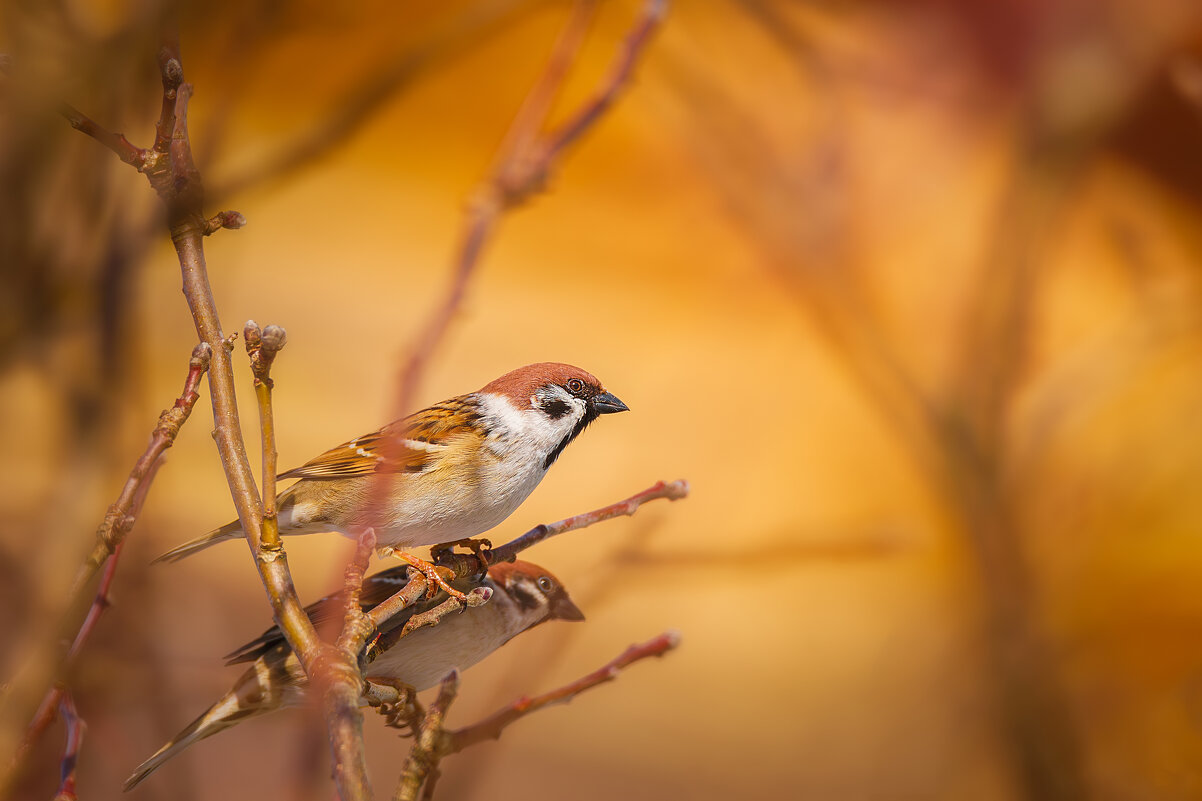 Воробей - Alex Bush Воробей - Alex Bush