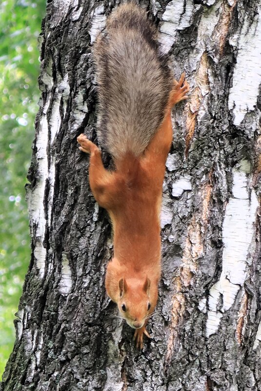 На стволе берёзы - Галина Козлова На стволе берёзы - Галина Козлова