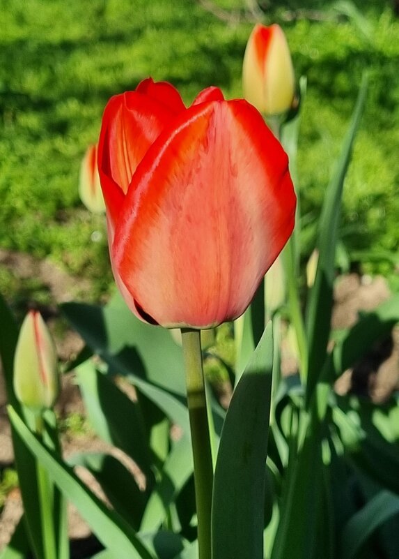 Первым расцвел - Наталья 