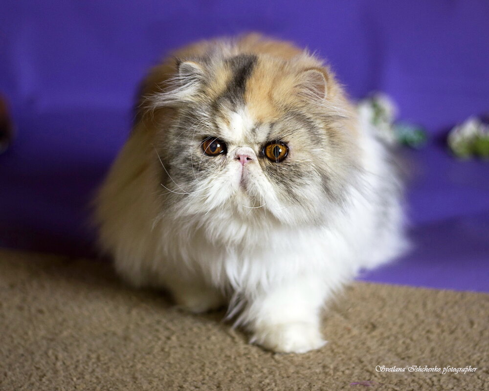 Оливия - Светлана Ищенко