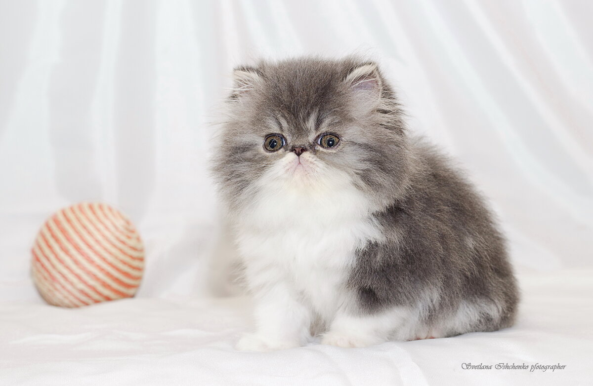 Фаничка - Светлана Ищенко