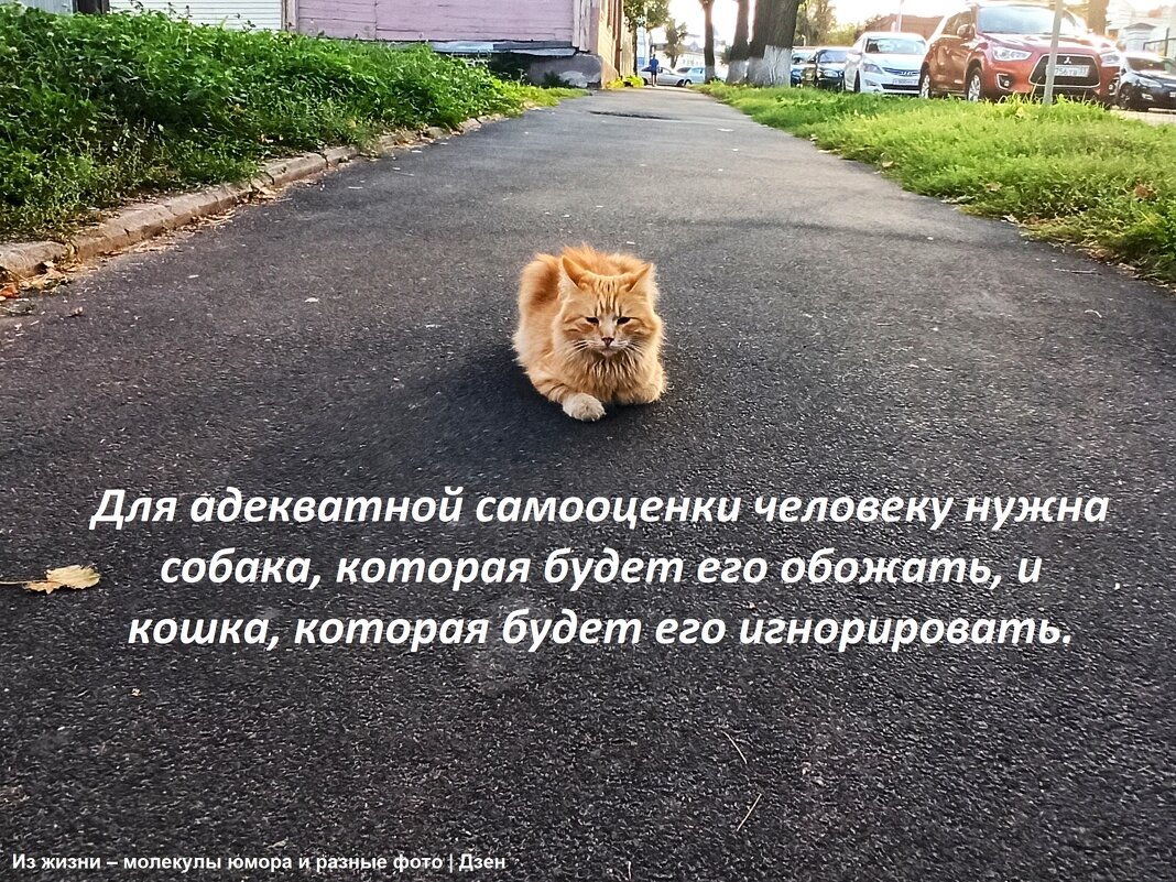 Владимирский котейко - svk * Владимирский котейко - svk *