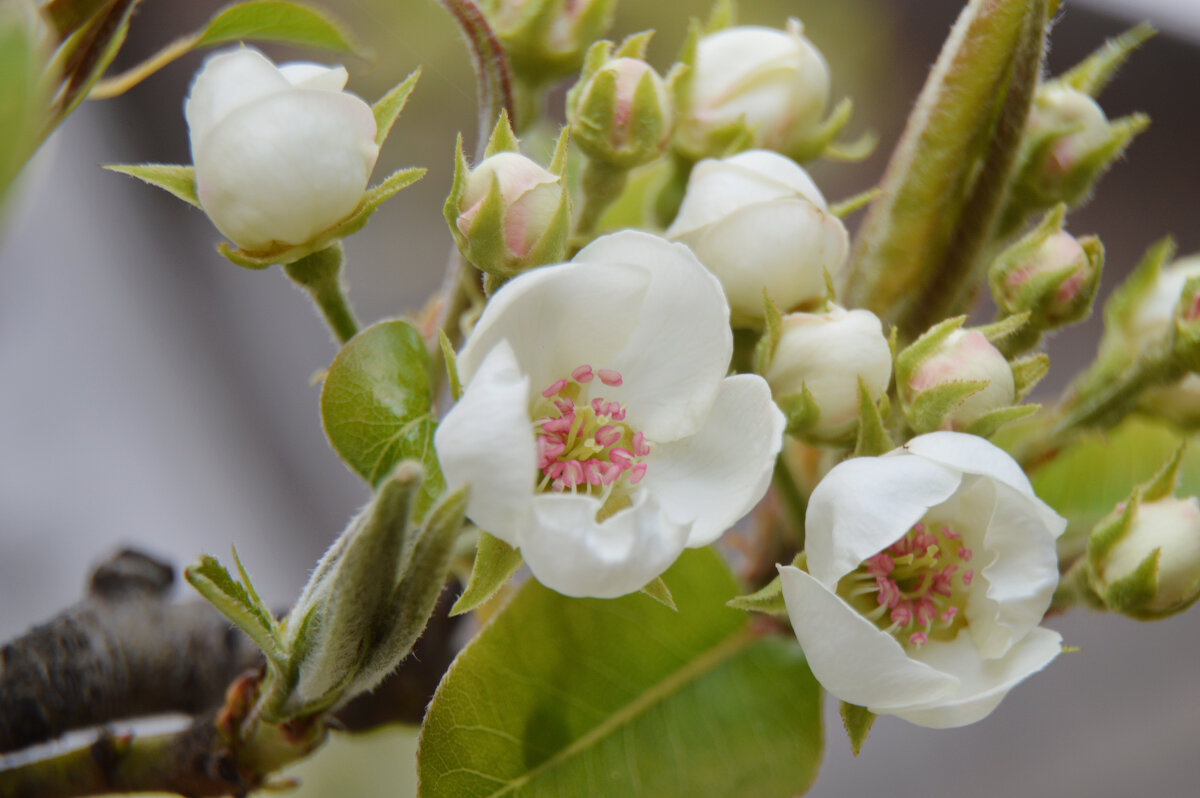 Груша - Надежда Куркина Груша - Надежда Куркина