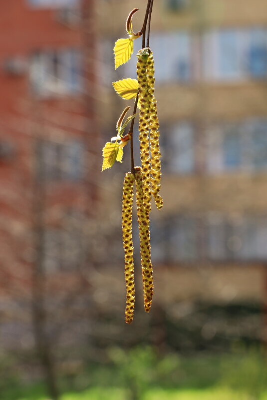 серёжки березы - Игорь Kуленко серёжки березы - Игорь Kуленко