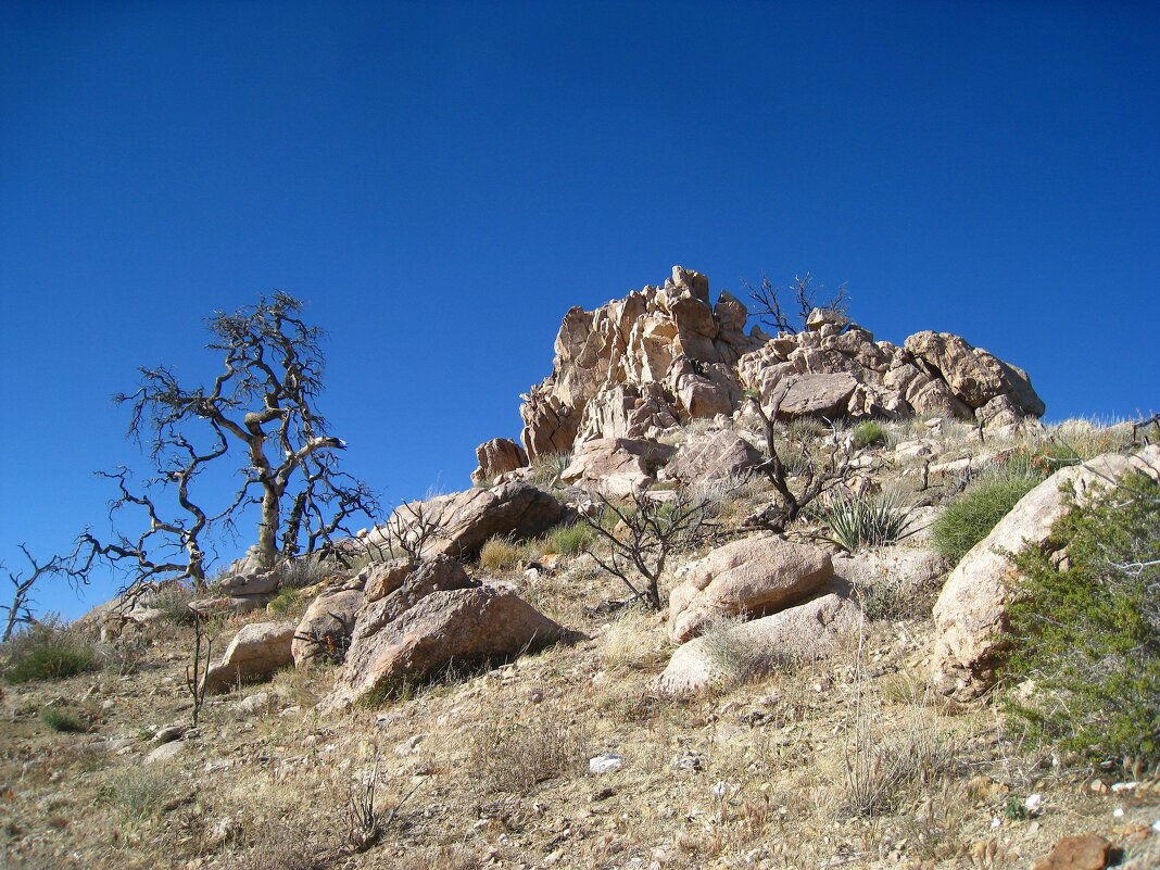 В Национальном заповеднике Мохаве, Калифорния, США. - unix (Илья Утропов) В Национальном заповеднике Мохаве, Калифорния, США. - unix (Илья Утропов)