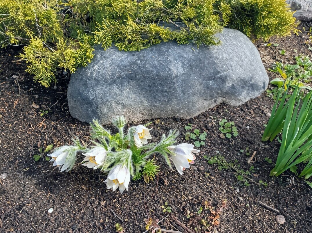 Прострел - Veera V