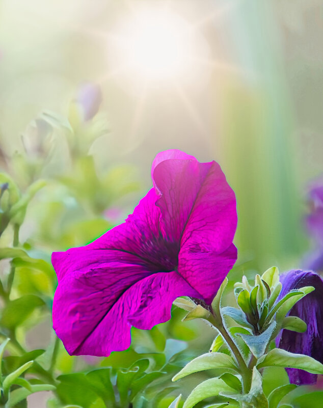 На восходе солнза - Valziwa 