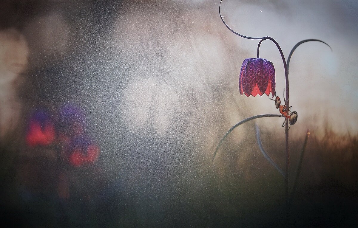 Мир цветов -5 - irina Schwarzer Мир цветов -5 - irina Schwarzer