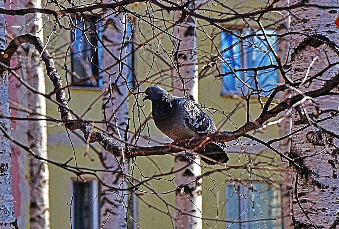 Весенний голубь на березе! - Владимир 
