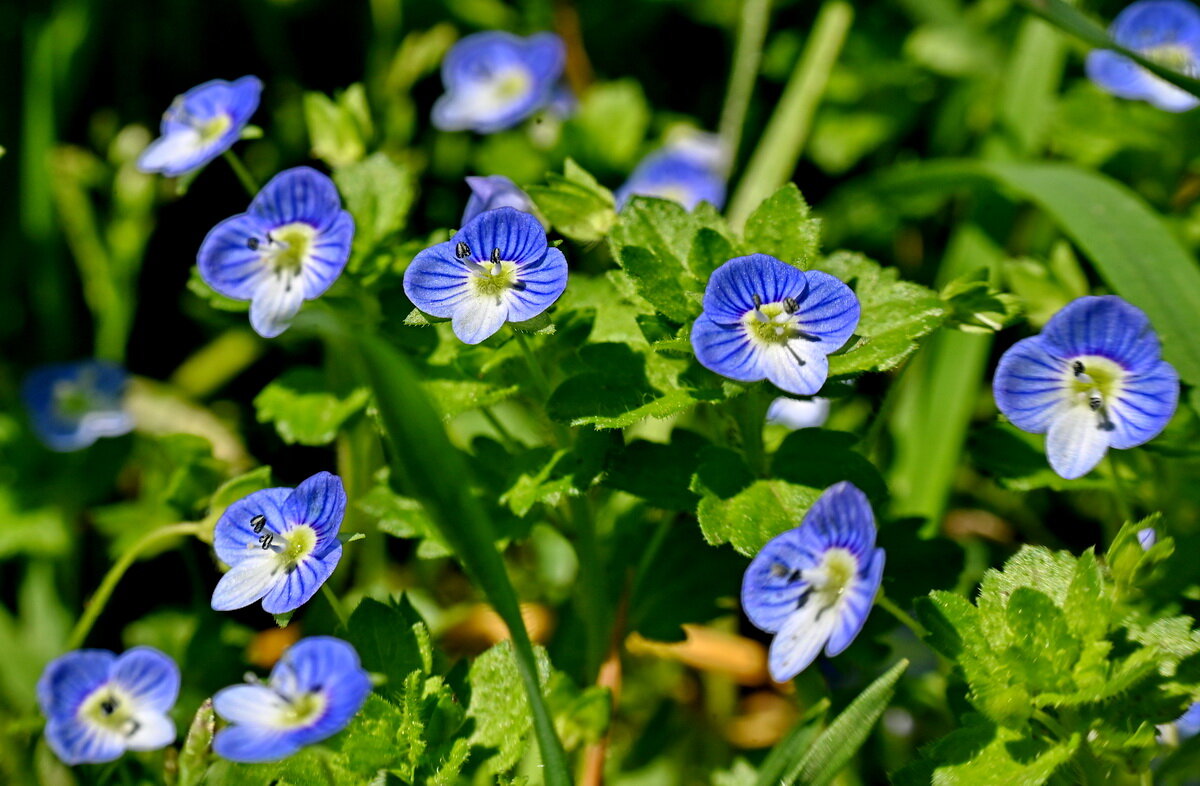 Пришло время цветения... - Николай Саржанов Пришло время цветения... - Николай Саржанов