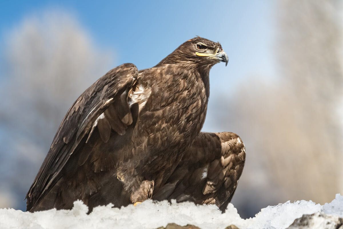 Степной орёл - SanSan 