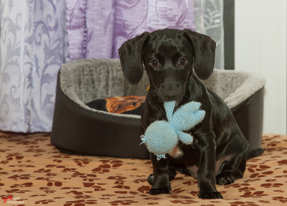 Поиграем? - Андрей Пристяжнюк