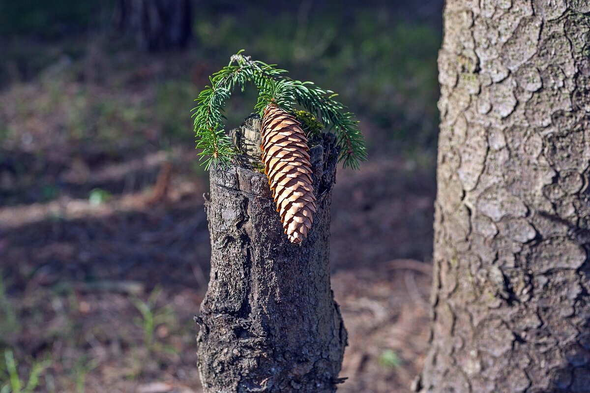 Носатый - Валерий Иванович