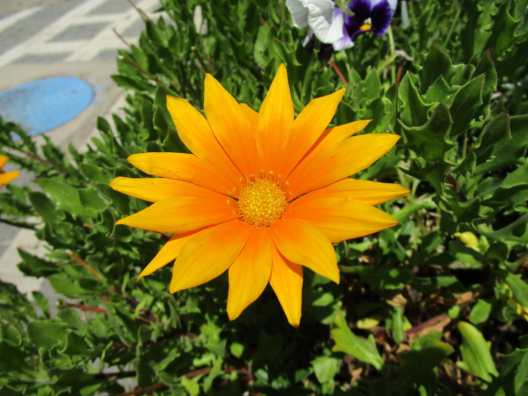 Мармарис  июнь  Турция - Елена Шаламова