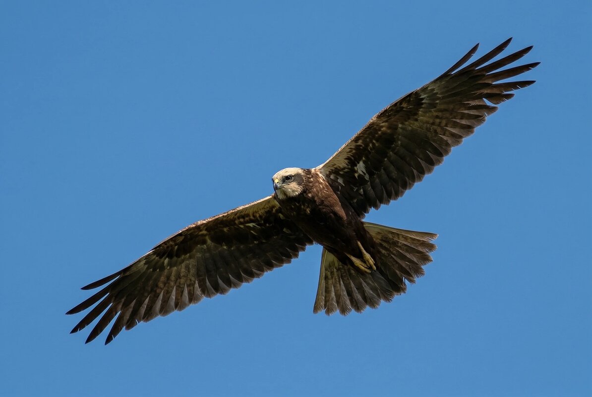 Болотный лунь (самка) - Владислав Иопек