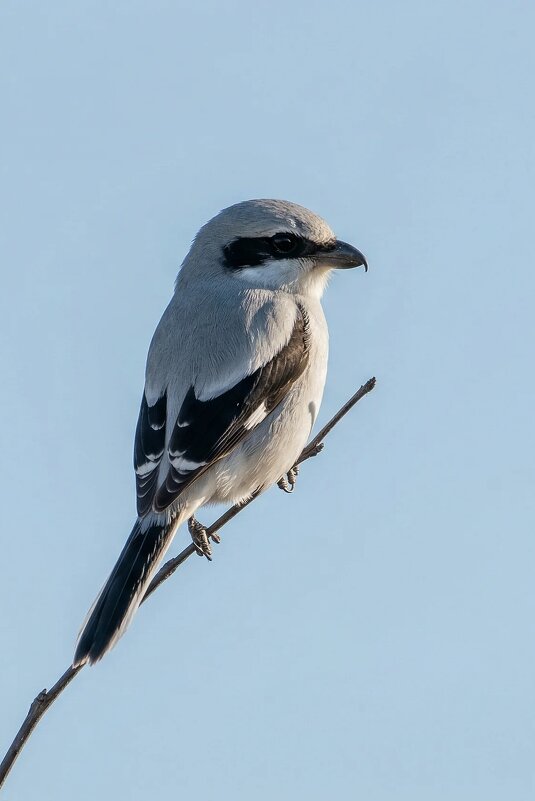 Серый сорокопут - Владислав Иопек