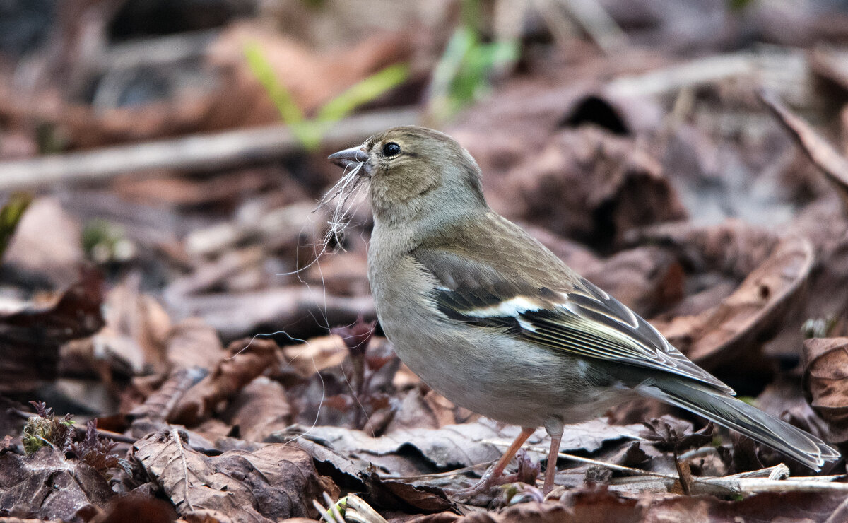 Зяблик. - Владимир Безбородов