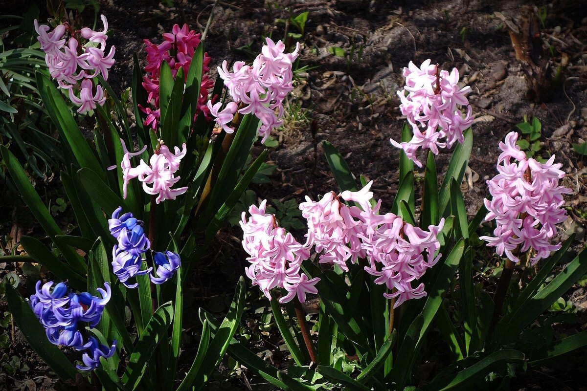 Гиацинт - Рита Симонова