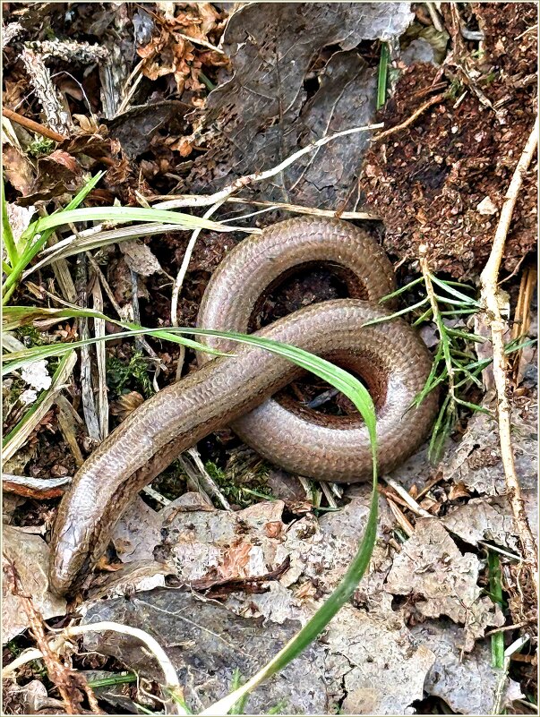 Лес. Веретеница ломкая. - Валерия Комова