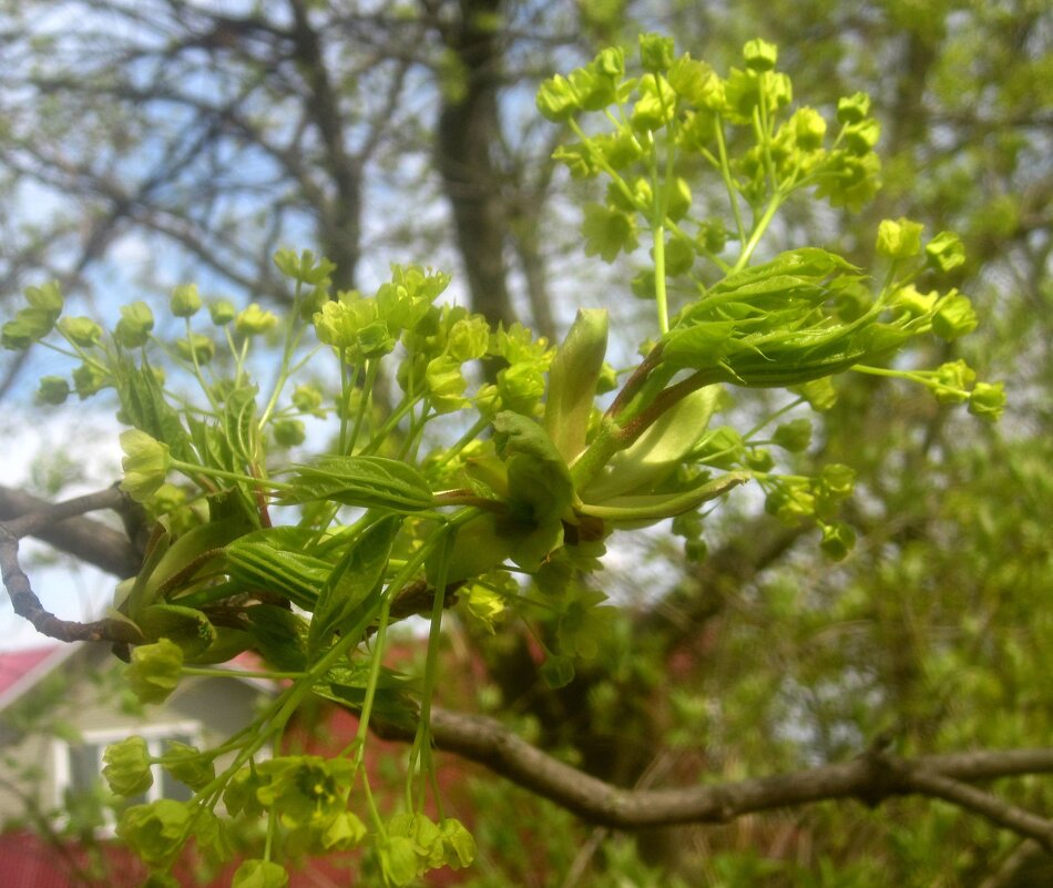 Весеннее - Елена Семигина