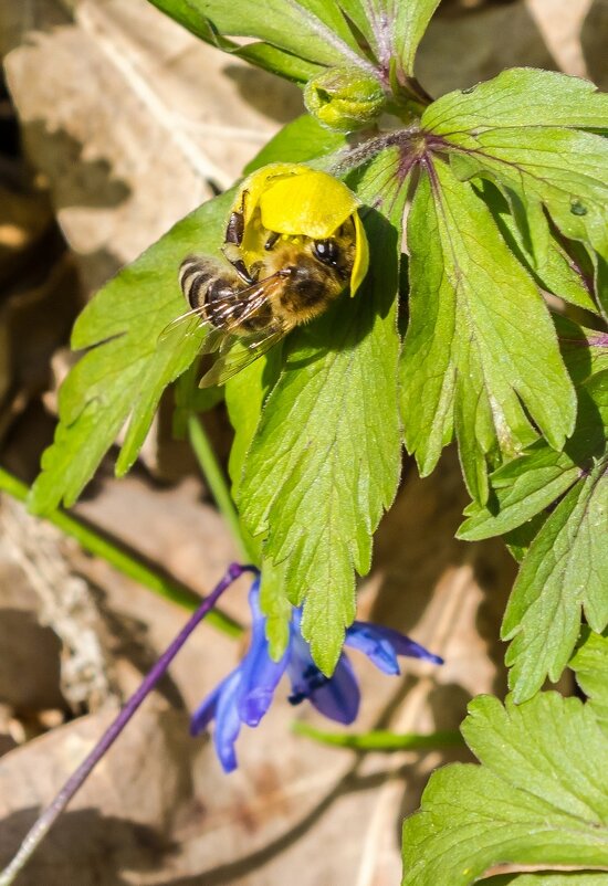 Весеннее пробуждение ... - Ravile 