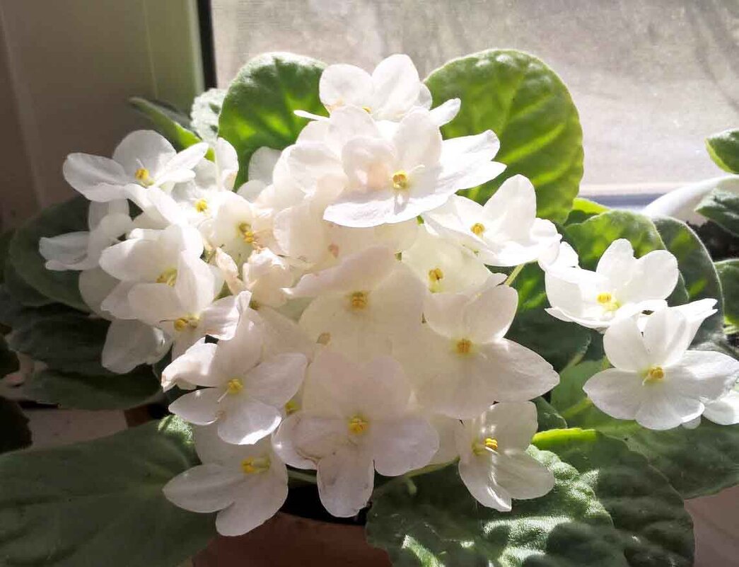 Фиалка - Елена Семигина