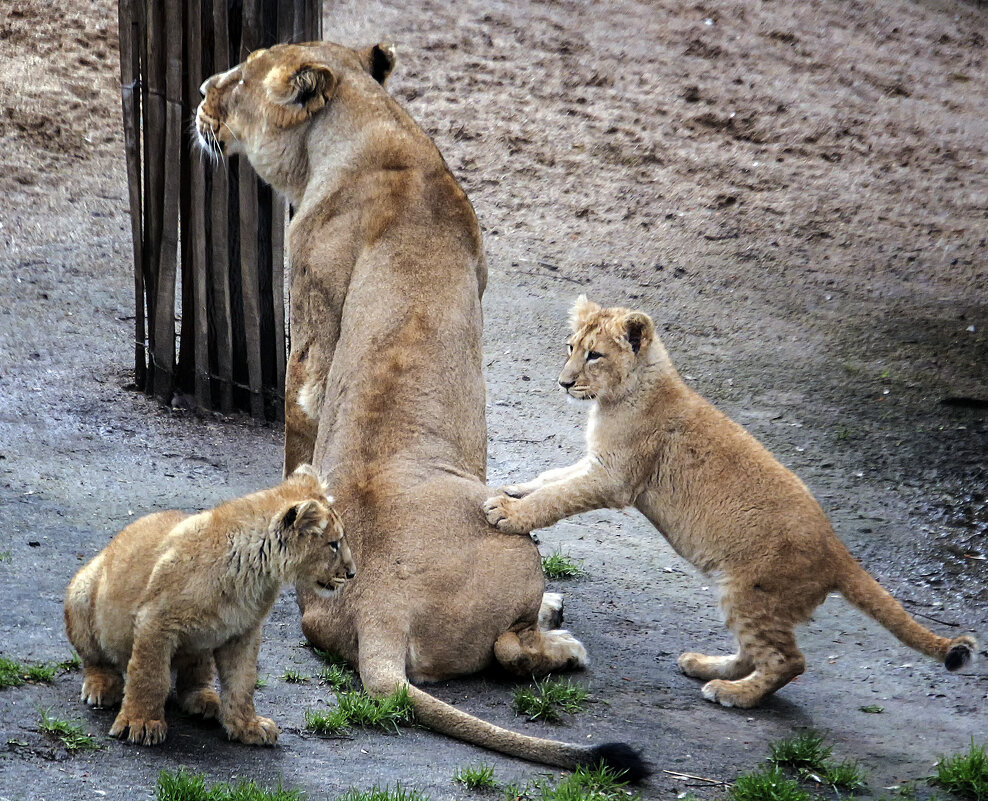 Терпеливая мама - Андроник Александр Терпеливая мама - Андроник Александр