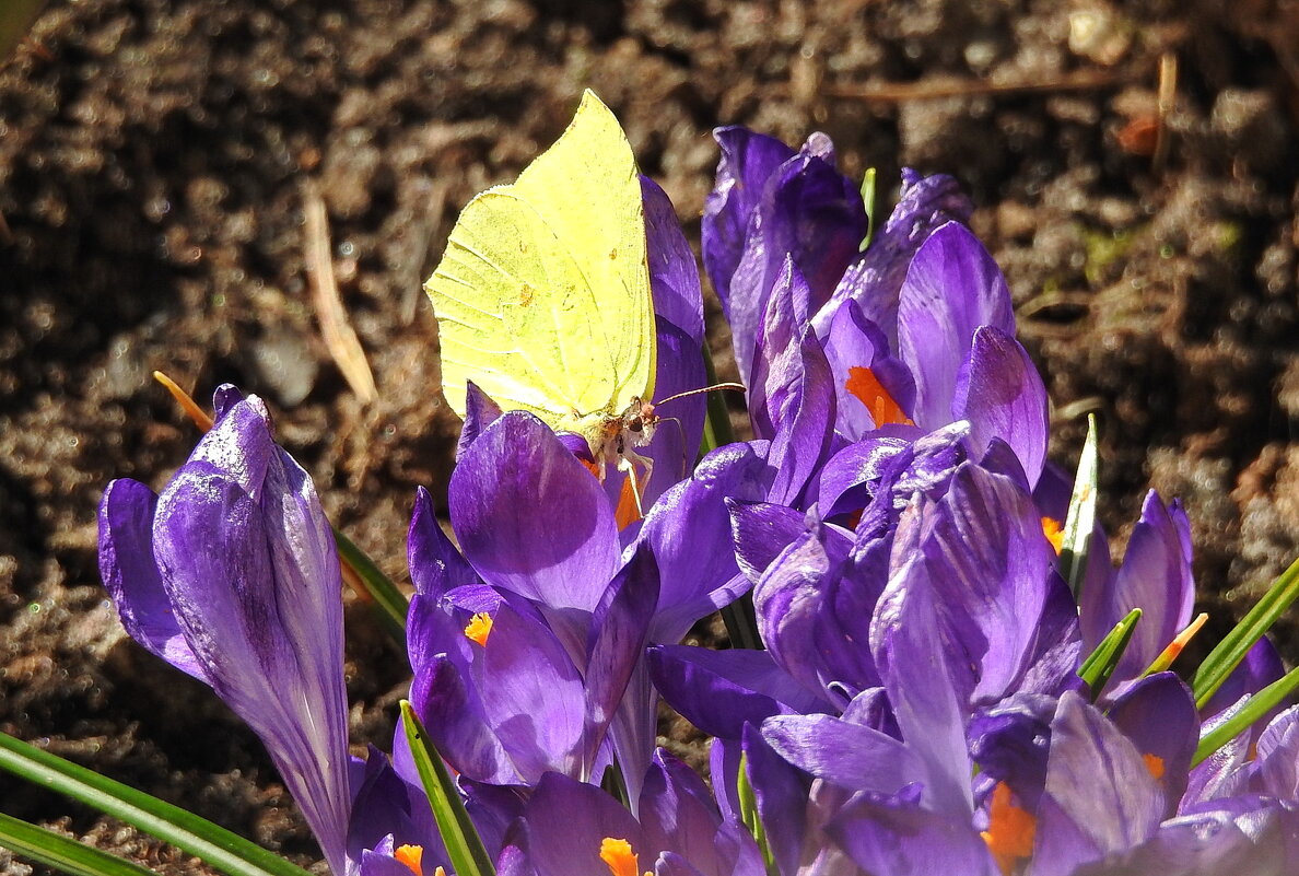 весенние зарисовки - ИННА ПОРОХОВА весенние зарисовки - ИННА ПОРОХОВА
