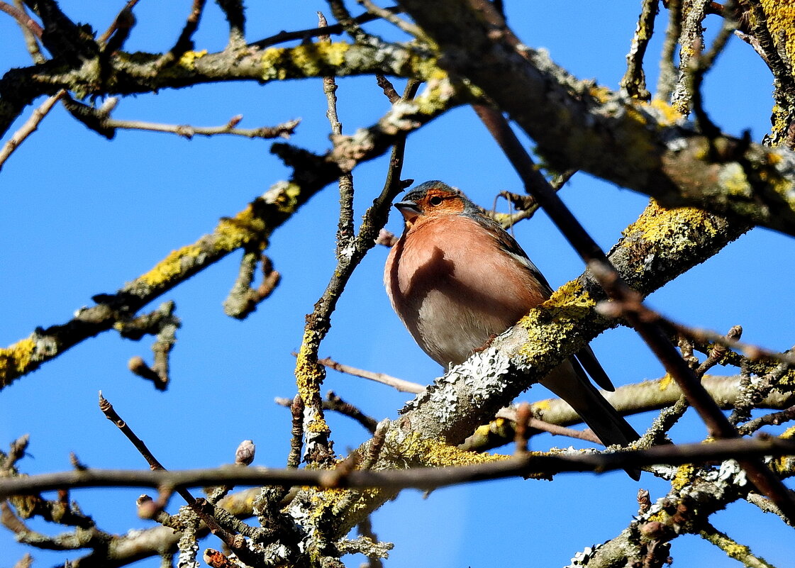 весенние зарисовки - ИННА ПОРОХОВА