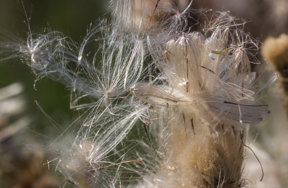 Краски лета. Пушинки. - Алексей Трухин