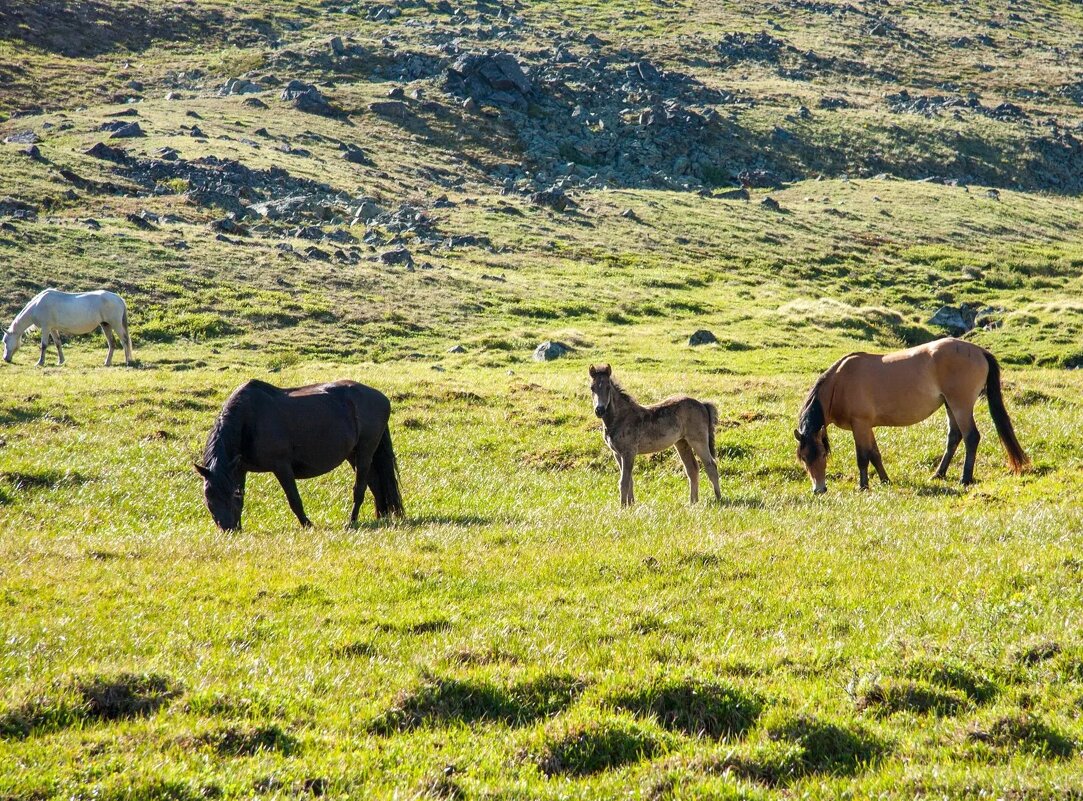 Лошадки - Виктор Фоменко