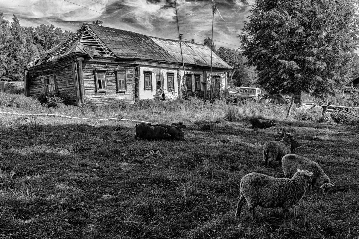 Сельская жизнь - Владимир Гришин