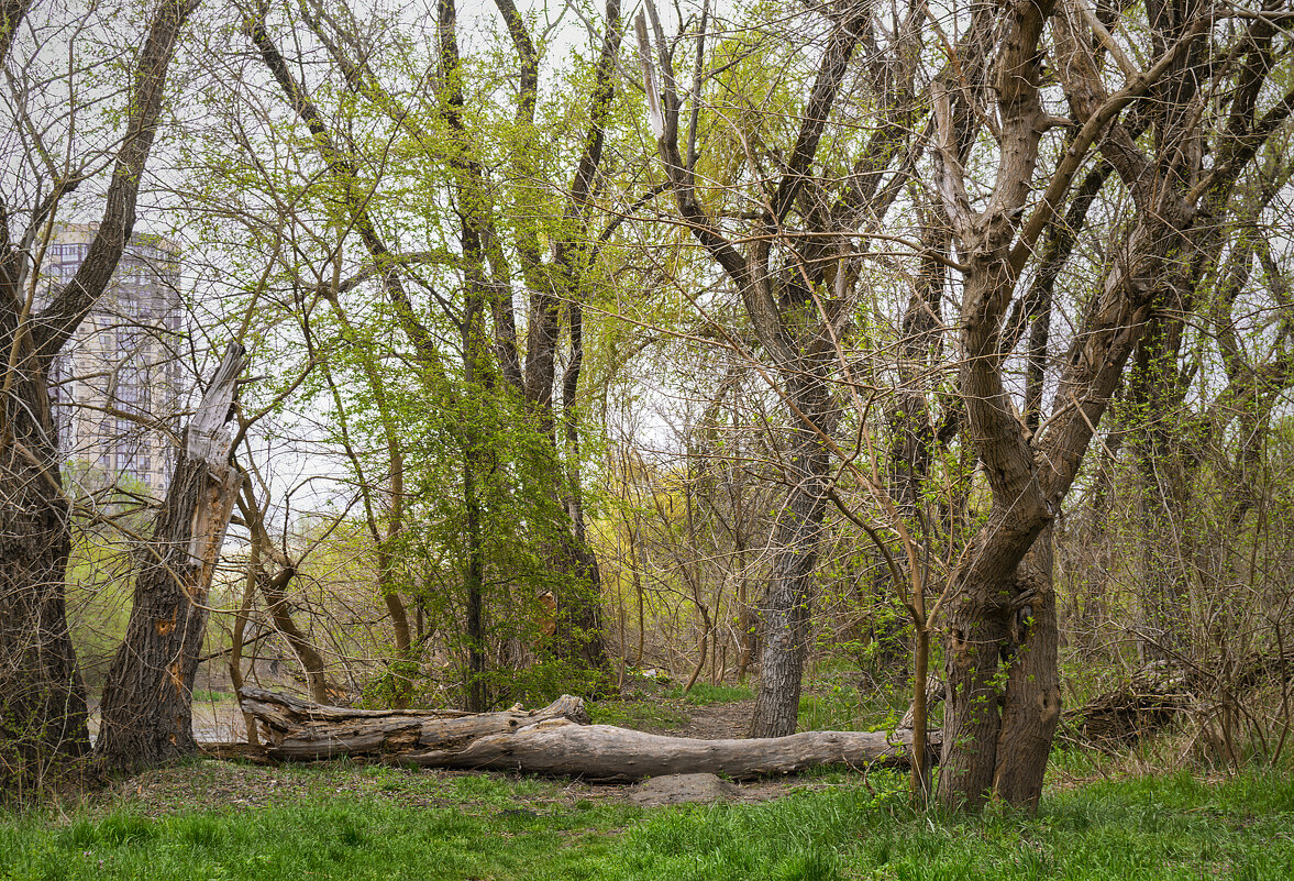 *** - Игорь Протасов