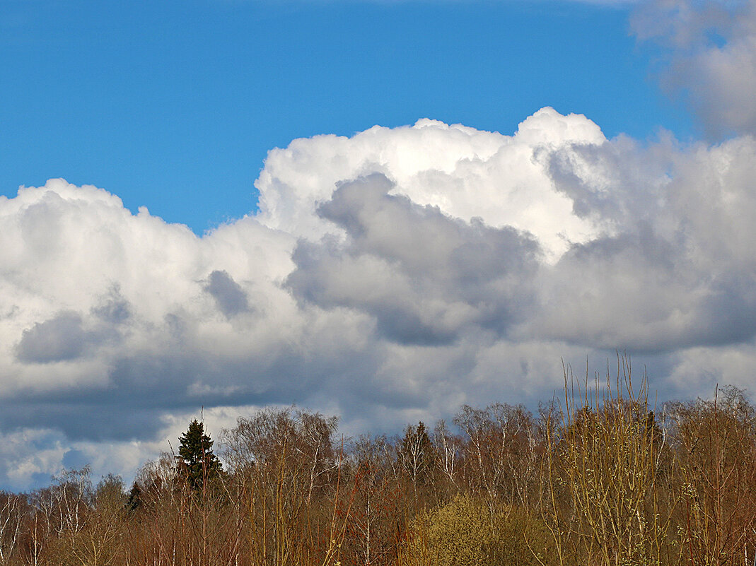 Апрельское небо над лесом - Светлана 